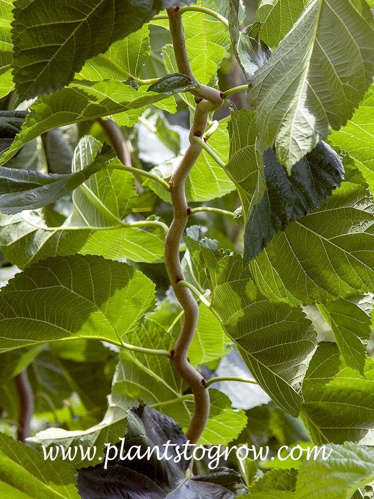 Unryu Contorted Mulberry (Morus australis)